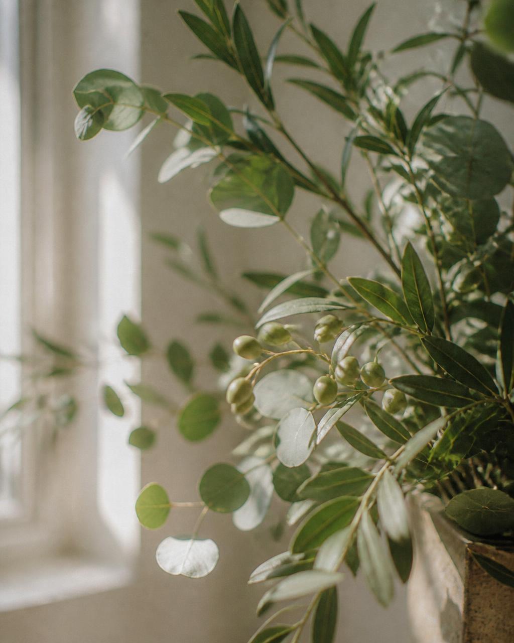Soft-focus olive and eucalyptus branches in warm window light